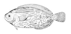 Schedophilus medusophagus.jpg