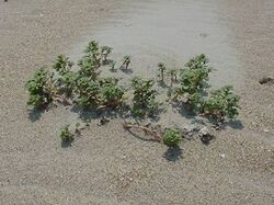 Seabeach Amaranth.jpg