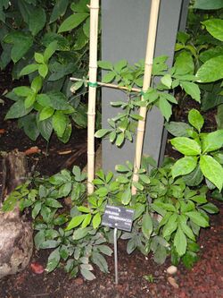 Serjania membranacea - Jardin Botanique de Lyon - DSC05373.JPG