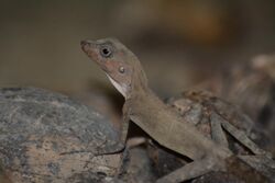 Short-crested Bay Island forest lizard from South Andaman DSC 7544.jpg