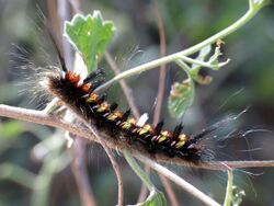 Silkworm - Flickr - treegrow.jpg