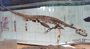 Simosaurus gaillardoti 1.JPG