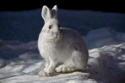 A snowshoe hare sitting on snow
