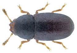 Strigocis bicornis (Mellié, 1848).png