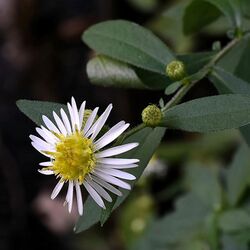 Symphyotrichum ontarionis 10666783 (cropped).jpg