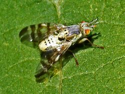 Tephritidae - Terellia ceratocera.jpg