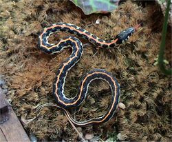 Thamnophis cyrtopsis ocellatus.jpg