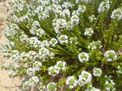 Thymus carnosus.jpg