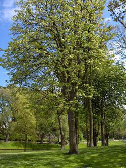 Tilia platyphyllos(01).jpg