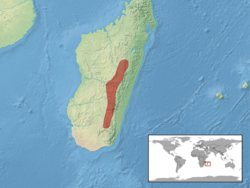 Trachylepis boettgeri distribution.png