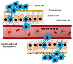 Tumor targeting.png