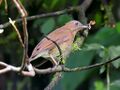 A small brown bird with a greenish-looking underside on some branches.