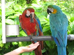 Two different macaws -Jungle Island -Miami-6a.jpg