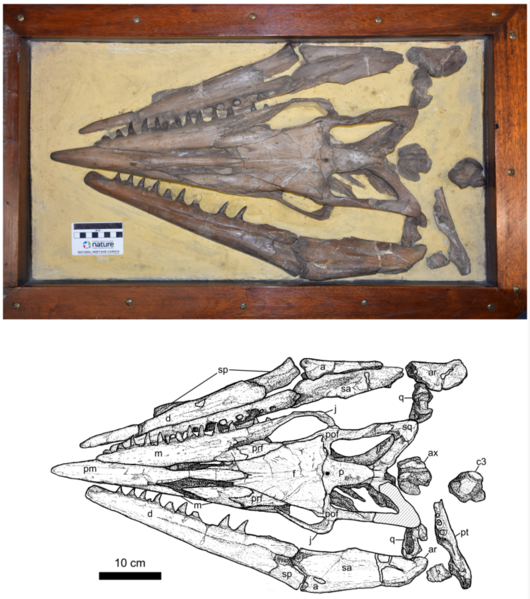 File:Tylosaurus proriger skull (CMN 8162).png