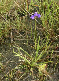 Utricularia delphinioides 68771622.jpg