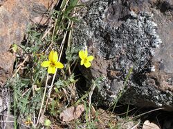 Viola douglasii.jpg