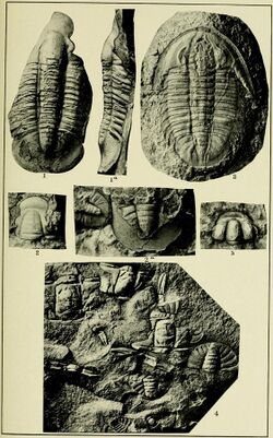 Walcott Cambrian Geology and Paleontology II plate 16.jpg