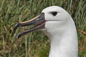 Yellow-nosed albatross.jpg