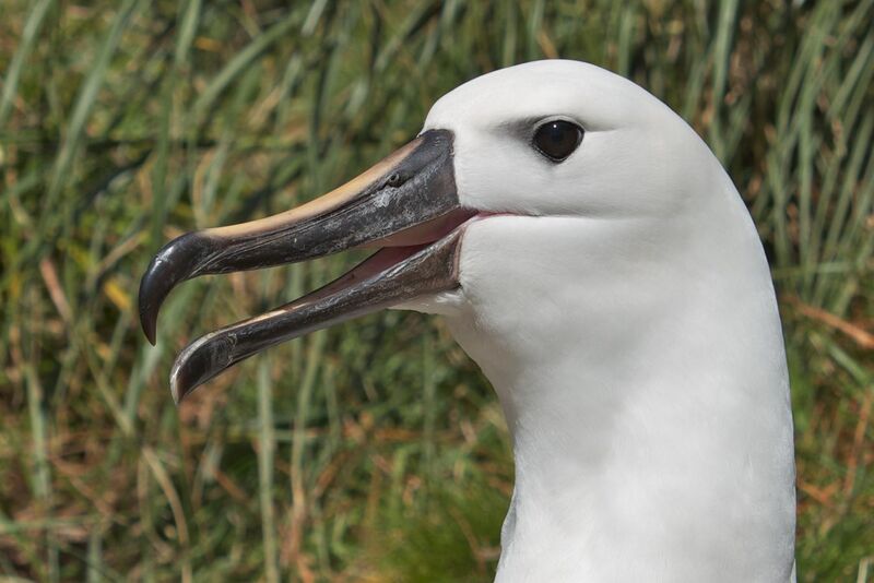 File:Yellow-nosed albatross.jpg