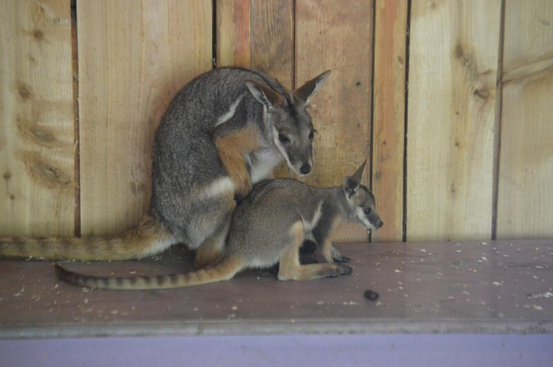 File:Yellow Footed Rock Wallaby with joey.JPG