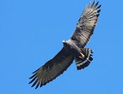 229 - ZONE-TAILED HAWK (4-11-2015) blue haven road, patagonia, santa cruz co, az -02 (16906279787).jpg