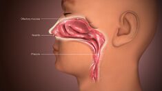 3D medical animation still shot depicting a human nose