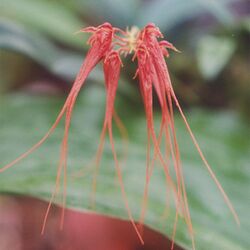 A and B Larsen orchids - Bulbophyllum tingabarinum 896-8z.jpg