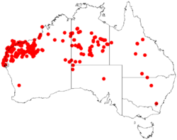 Acacia coriaceaDistMap219.png