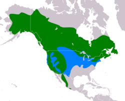Accipiter atricapillus map.png