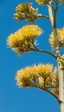 Agave americana 009.JPG