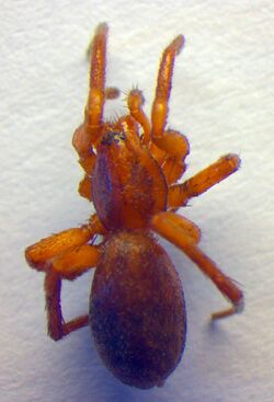 Agroeca brunnea f1.jpg