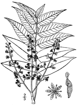 Ailanthus altissima drawing.png