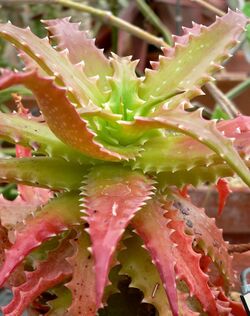 Aloe dorotheae 2.jpg