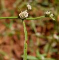 Alternanthera sessilis W IMG 3422.jpg