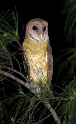 Andaman Masked Owl.jpg