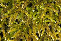 Antitrichia californica (California antitrichia moss) (7045833109).jpg