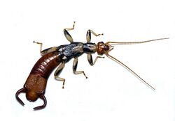 Apachyus peterseni.jpg