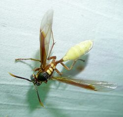 Apoica pallens ? Nocturnal Paper Wasp. (7420612738).jpg