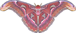 Atlas moth transparent.png