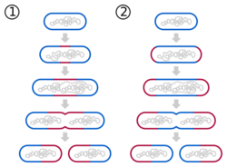 Bacilli division diagram.svg