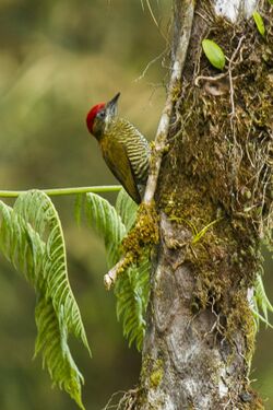 Bar-bellied Woodpecker - Ecuador S4E2727 (16222857138).jpg