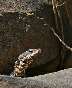 Barberton Girdled Lizard (Smaug barbertonensis) looking out of a crack ... (32461246645).jpg
