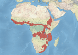 Blue-billed Firefinch Distribution.png