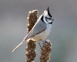 Bridled Titmouse (Baeolophus wollweberi) (16875140301).jpg