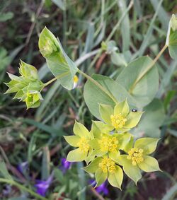 Bupleurum rotundifolium sl6.jpg