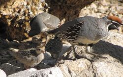 Callipepla gambelii -Tuscon, Arizona, USA -adults and chicks-8.jpg