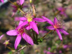 Calytrix fraseri.jpg