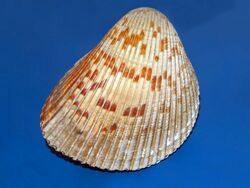 Cardiidae - Dinocardium robustum.JPG