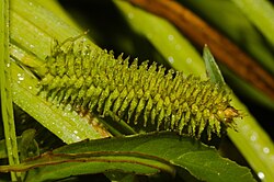 Carex polysticha 243020944.jpeg