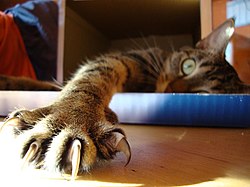 Close-up photo of a cat paw with extended claws